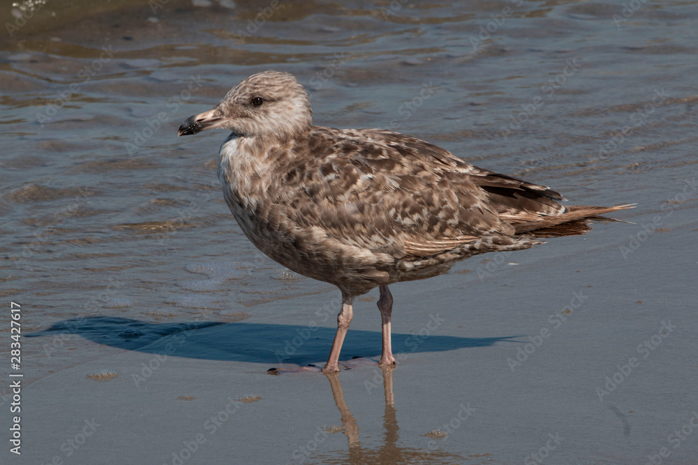A young herring gull standing on the beach in Cape May Point NJ. A young herring gull standing on the beach in Cape May Point NJ.