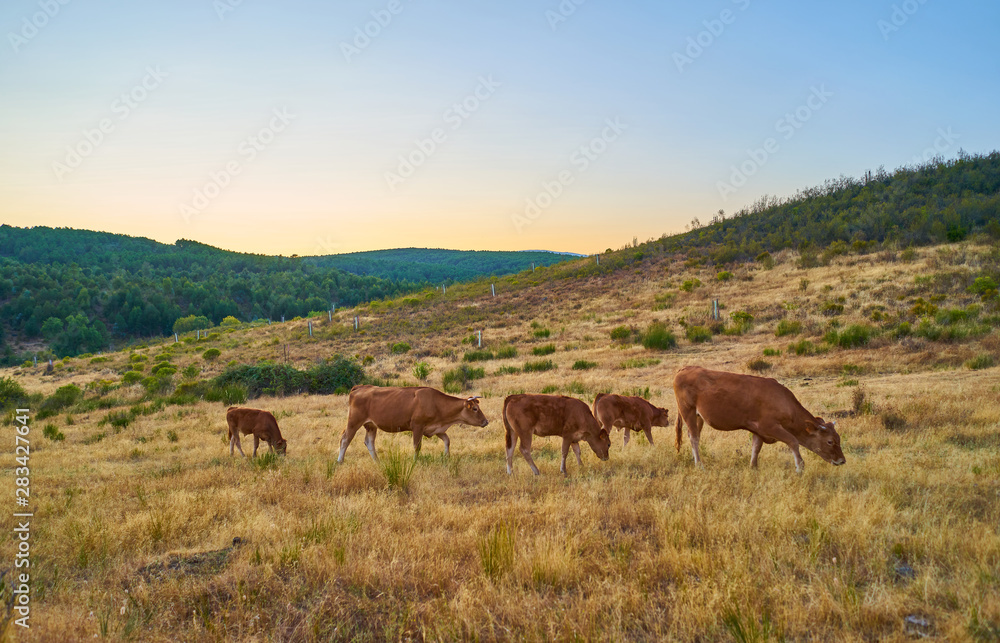 Cows grazing in the sunset of Extremadura, Spain