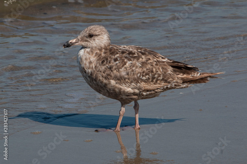 A young herring gull standing on the beach in Cape May Point NJ. © Angelo
