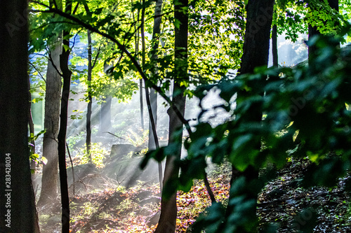 Misty Morning North Jersey