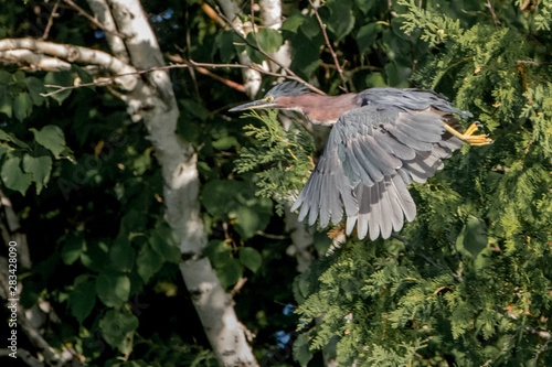 Green Heron? - not sure