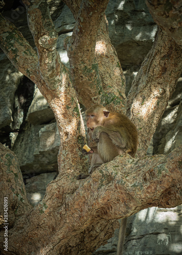 Naughty little monkey in Thailand
