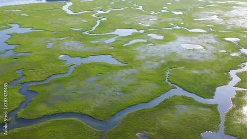 A large, healthy salt marsh grows in Pleasant Bay on Cape Cod, Massachusetts. This type of marine habitat serves as a nursery for fish and invertebrates and a feeding ground for many species of bird. photo