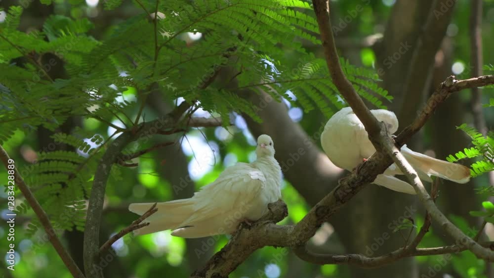white pigeons on tree closeup cute beautiful green couple shot with red camera white pigeons on tree closeup cute beautiful green couple shot with red camera