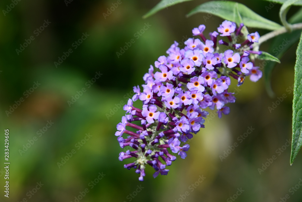 gros plan d'une Buddleia