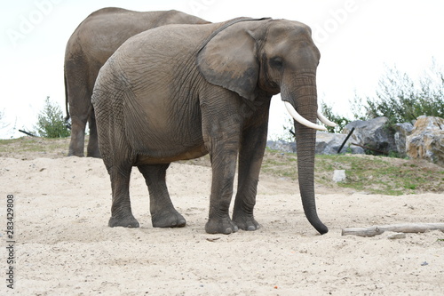 un éléphant peut en cacher un autre