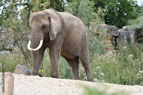 un éléphant avec de belles défenses en pleine nature