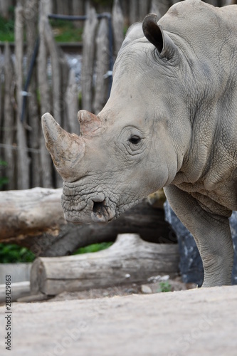 gros plan de la tête d'un rhinocéros