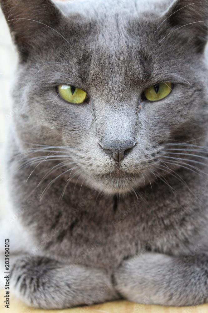 portrait of a cat