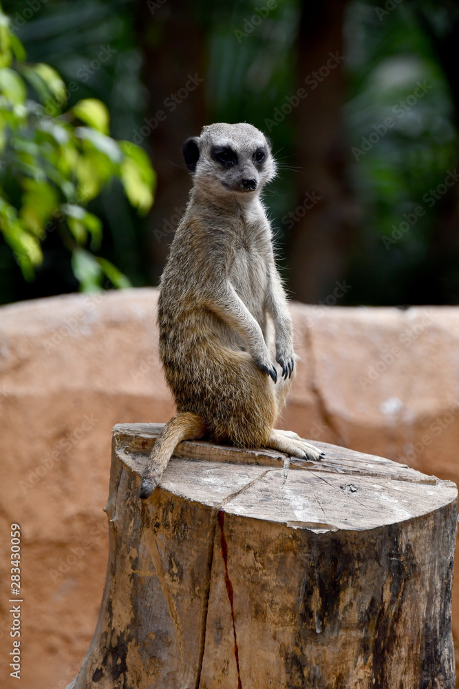 Fototapeta premium suricate debout sur souche