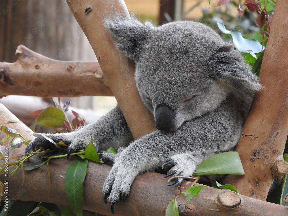 Fototapeta premium la sieste du koala