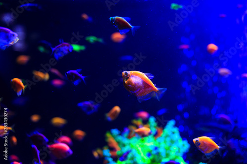 Underwater colorful fishes and marine life.  Beautiful sea fishes captured on camera under the water under dark blue natural backdrop of the ocean or aquarium © Natali