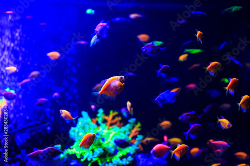Underwater colorful fishes and marine life. Beautiful sea fishes captured on camera under the water under dark blue natural backdrop of the ocean or aquarium