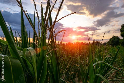 Cornfield Summer landscape sunset. Ripe tasty corn. Concept of agriculture.