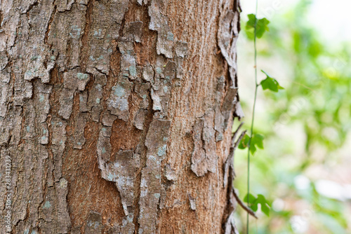 texture background of tree ...