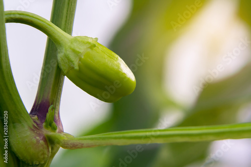 Small ovary of sweet pepper growing in a greenhouse close-up