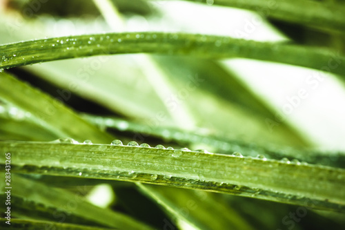 fresh morning dew drops on green grass, spring macro nature background, close up of water droplets on grass