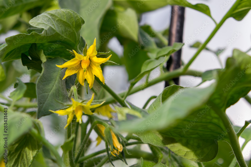 Flowers on tomato plants growing in a greenhouse close-up Flowers on tomato plants growing in a greenhouse close-up