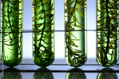 algae seaweed research, biofuel  industry science, sustainable concept photo