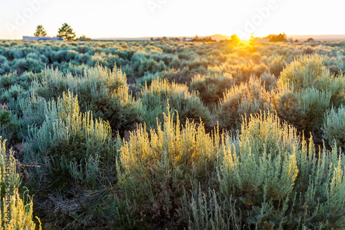 View of sunset sun through grass green desert sage brush plants in Ranchos de Taos valley and green landscape in summer with sunlight photo