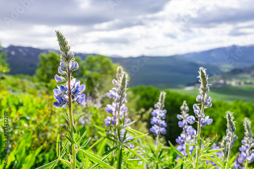 Foreground of small purple blue lupine flowers on Snodgrass hiking trail in town called Crested Butte, Colorado famous for wildflowers with mountain in background