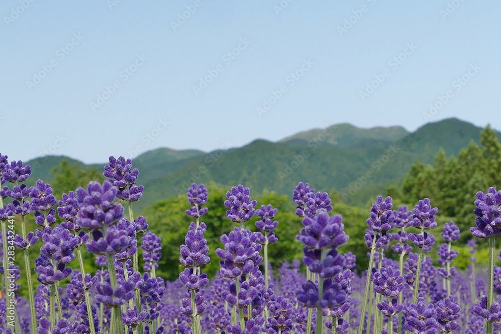 Obraz premium 《美郷町のラベンダー園》秋田県美郷町