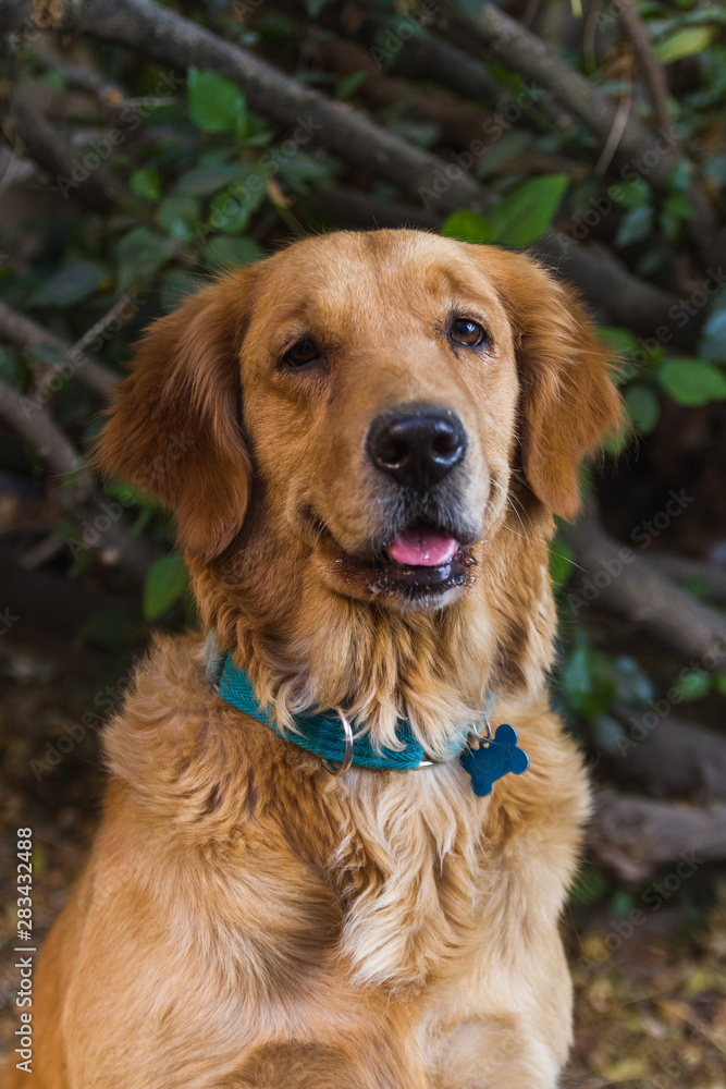 Close up portrait of cute and happy young golden retriever looking at the camera in the outdoors on a summer day