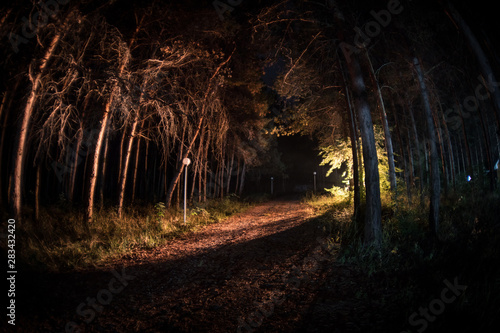 magical lights sparkling in mysterious forest at night. Pine forest with strange light