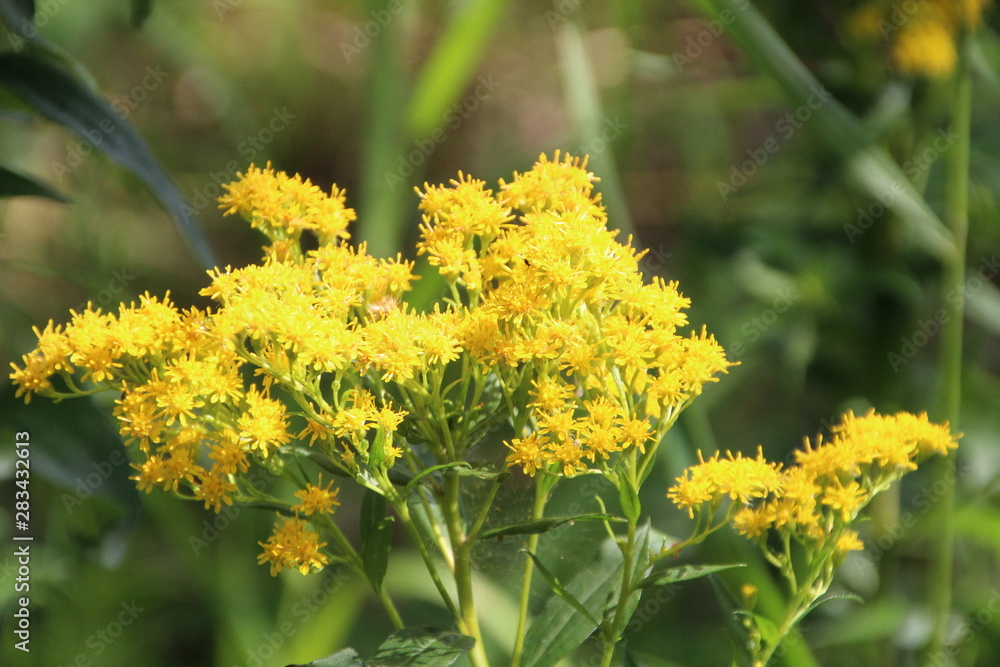 Golden Blooms, Gold Bar Park, Edmonton, Alberta Golden Blooms, Gold Bar Park, Edmonton, Alberta