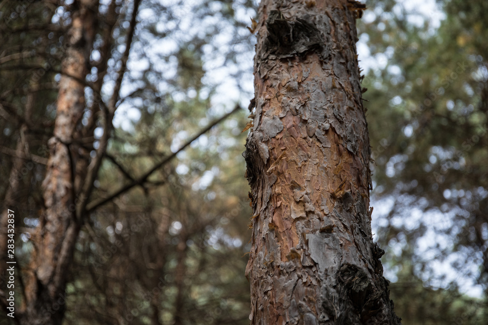 Bark of Pine Tree close up. Beautiful pine forest at summer time. Bark of Pine Tree close up. Beautiful pine forest at summer time.