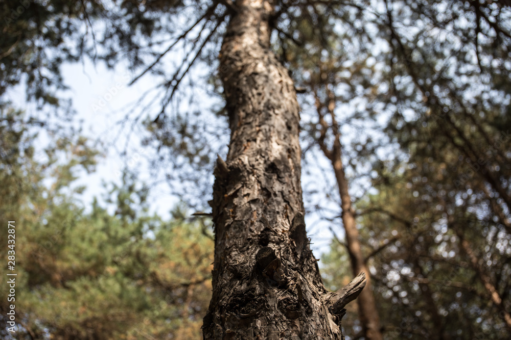 Bark of Pine Tree close up. Beautiful pine forest at summer time. Bark of Pine Tree close up. Beautiful pine forest at summer time.