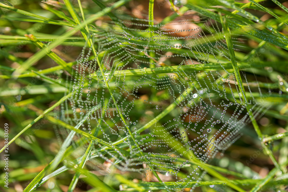 Dew on tiny spider web