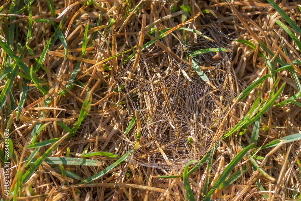Spider web in dead grass