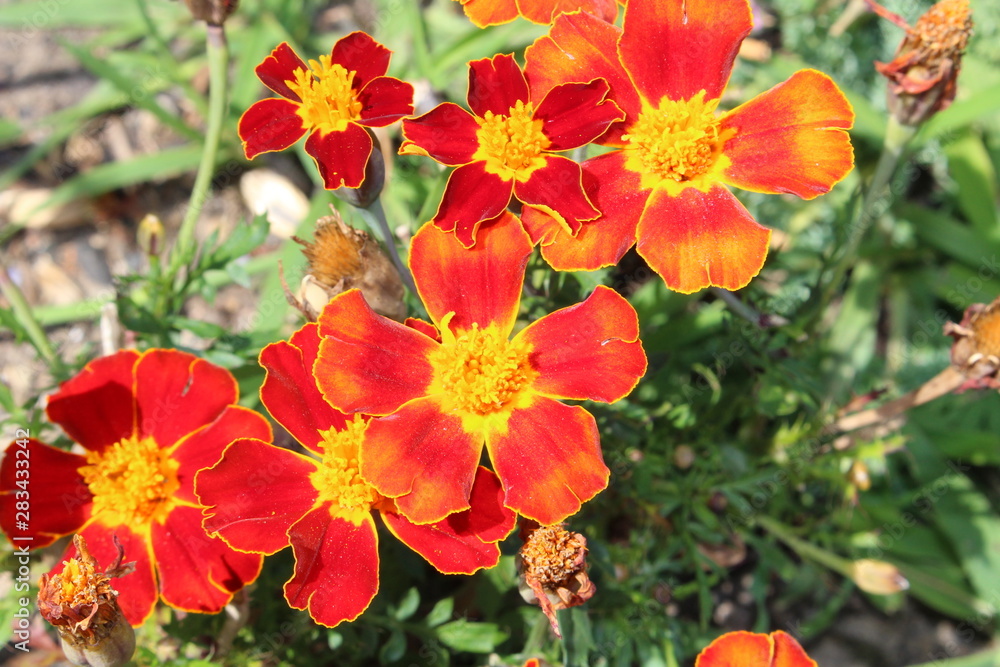 Red Flower