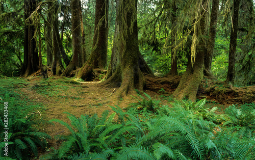 Nurse log in Hoh River Valley of Olympic National Park. After a tree falls  tree seeds sprout on the surface. The log continues to rot  providing nutrients and water. 