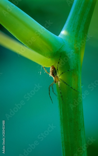 Sunlight striking small nursery-web spider (Pisaurina mira) hiding under branch of jewelweed plant (Impatiens capensis). Spider is only about 4mm in length. photo