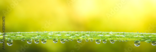 Carta da parati fresh morning dew drops on green grass, spring macro nature background, close up