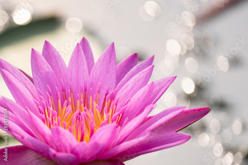 beautiful water lily bloom in pond