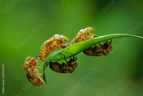 Bild auf Leinwand Nymphal exoskeletons after massive emergence of a brood of periodic cicadas (Magicicada sp