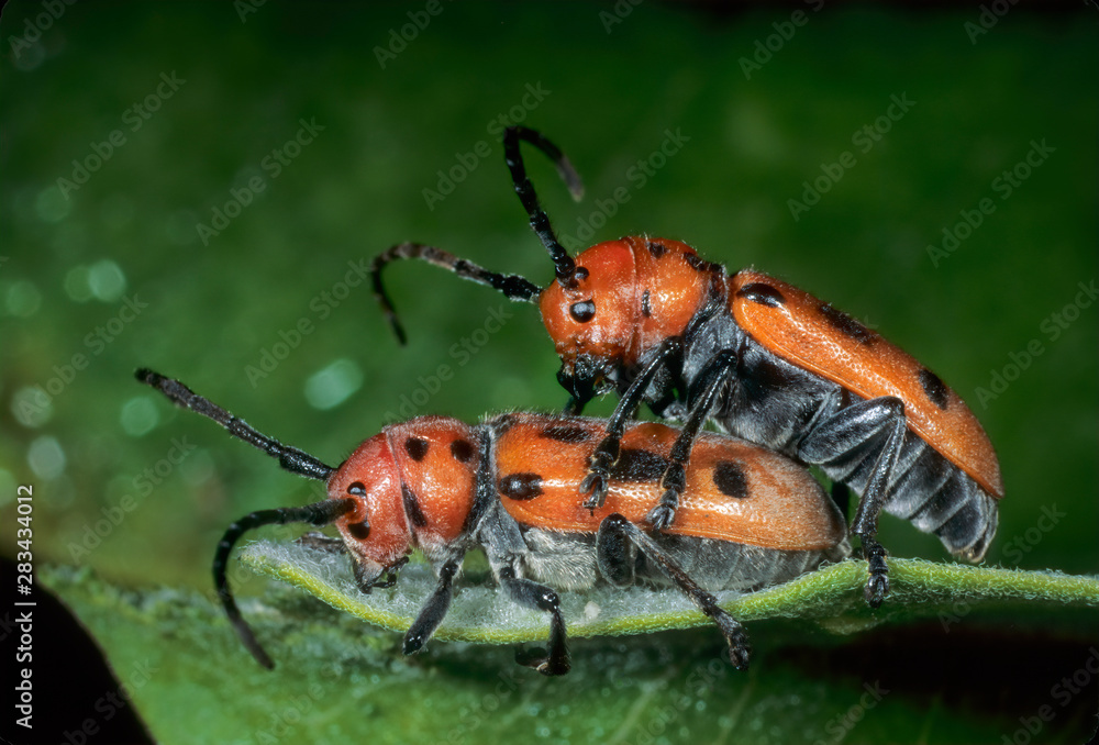 Fototapeta premium Red milkweed beetles, or eastern milkweed longhorns, (Tetraopes tetraopthalmus) preparing to mate on the leaf of a common milkweed plant (Ascelpias syriaca). 
