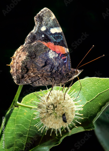 Red admiral butterfly (Venessa atalanta) nectaring on buttonbush (Cephalanthus occidentalis).  photo