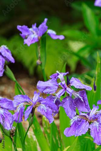 Fototapeta Naklejka Na Ścianę i Meble -  purple iris with leafy background, iridaceae,  in bright sunlight