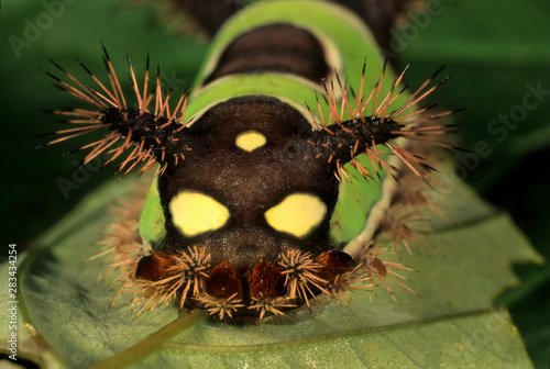 The saddleback caterpillar (Acharia stimulea) is the larva of a Limacodid moth. Its venomous spines deliver potent sting. Large eye spots on its back end add further deterence to predators.