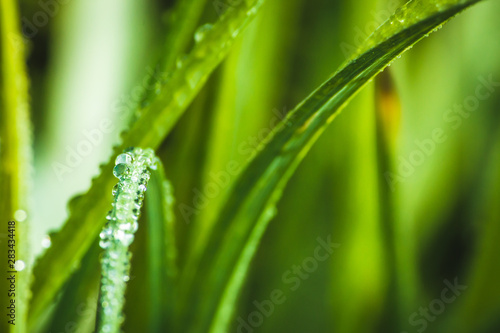 fresh morning dew drops on green grass  spring macro nature background  close up of water droplets on grass