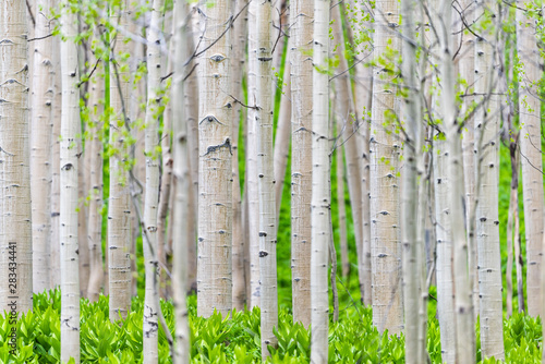 Fototapeta Naklejka Na Ścianę i Meble -  Aspen forest trees pattern in summer in Snodgrass trail in Mount Crested Butte, Colorado in National Forest park mountains with green color