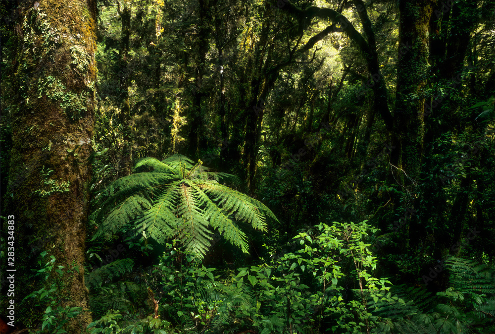 Fototapeta premium Tree fern in temperate rainforest of New Zealand; South Island along road to Milford Sound. High rainfall encourages growth of mosses, lichens, and ferns on almost all solid surfaces.