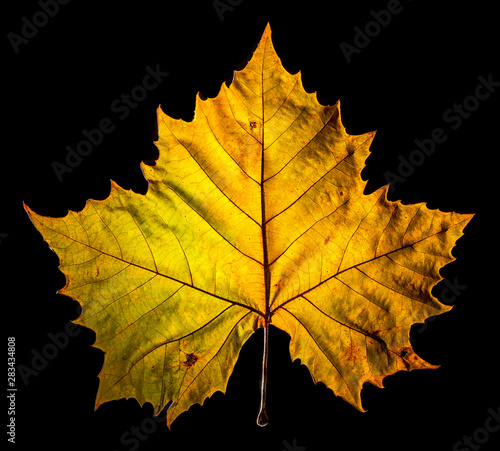 Leaf of sycamore tree (Plananus occidentalis) backlit in autumn. photo