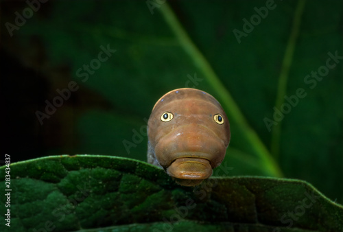 Larva of tiger swallowtail butterfly (Papilio glaucus) in defensive posture, displaying eye spots as deterence to attack by predators. photo