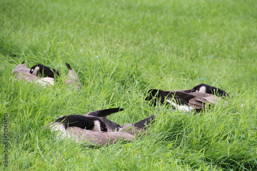 Geese Sleeping In The Grass, William Hawrelak Park, Edmonton, Alberta