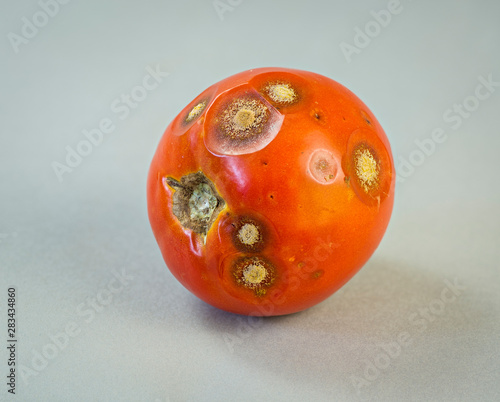 Tomato with anthracnose fungal infection photo